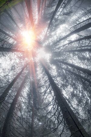 The forest at sunrise in the Carpathian mountains - high trunks haze gives a beautiful fairy-tale...