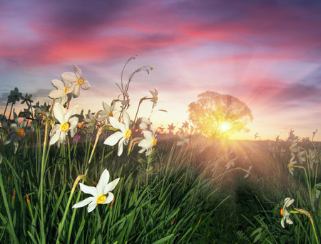 Ukraine, Transcarpathia, May 9. Valley near the town of Hust - bloom in the spring thousands of wild daffodils, rare protected flowers. Clean air is filled with the fragrance of delicate flowers in the reserveの写真素材