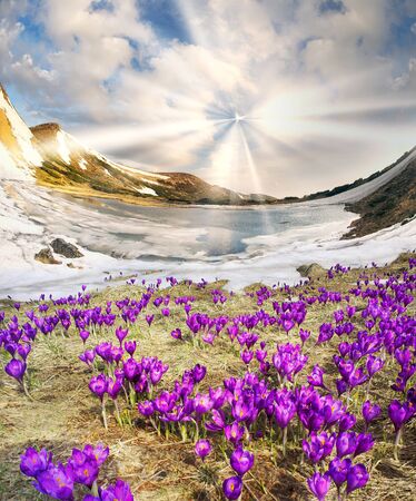 In the Ukrainian Carpathians among alpine meadows at a high altitude lake Nesamovyte Montenegro is located where the end of May the snow melts and grows a lot of beautiful crocus delicateの写真素材
