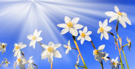 Ukraine, Transcarpathia, May 9. Valley near the town of Hust - bloom in the spring thousands of wild daffodils, rare protected flowers. Clean air is filled with the fragrance of delicate flowers in the reserveの写真素材