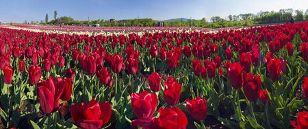 Ukraine, Chernivtsi, April 6, 2015: The field in the village Mamaivtsi, with Dutch varieties tyulpanov- one of the first in Ukraine has become landmark in the region, growing beautiful flowersのeditorial素材