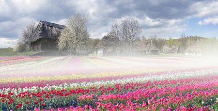 Tulips on the background of the village, where a rich collection of ancient huts, houses, outbuildings including an abundance of beautiful vibrant gardens of fruit trees and flowersの写真素材