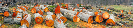 Fresh sawn trunks of alder in the spring in the Ukrainian Carpathians for heating or smoked meat .....