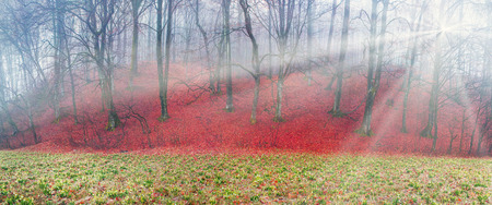 Spring rare flowers - beautiful snowdrop bloom in March in alpine coniferous and deciduous forests on the background of wild creeks, swamps, lakes Carpathian Transcarpathian Ukraine after the snow meltsの写真素材