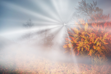 Early morning in the forest after a heavy storm and rain. Forest fog lights, gold and silver rays of the sun illuminate the ancient trunks of beeches and fir trees, beautiful scenic fall colorsの写真素材