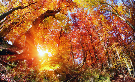 Autumn in the forest and Transcarpathia Prikarpattya osen- alpine comes with glowing colors of the leaves, the rays of the sun at sunrise and sunset, beautiful silhouette trunksの写真素材