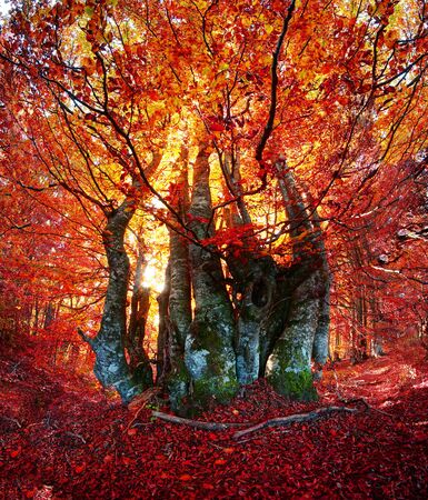 In the Transcarpathian Ukraine Carpathian mountains on the background autumn beech forests Chornogory fantastically beautiful - magical scenic wild color beech forests pleases and inspiresの写真素材