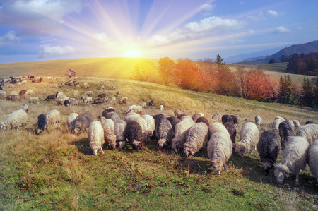 On pastures near the beautiful mountain peaks live in huts Hutsul shepherds Ukraine herding sheep in summer. Sometimes they remain until the fall, do not come until the coldの写真素材