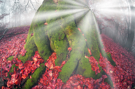 Early morning in the forest after a heavy storm and rain. Forest fog lights, gold and silver rays of the sun illuminate the ancient trunks of beeches and fir trees, beautiful scenic fall colorsの写真素材
