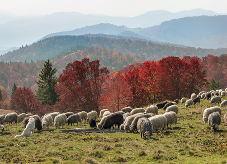 On pastures near the beautiful mountain peaks live in huts Hutsul shepherds Ukraine herding sheep in...