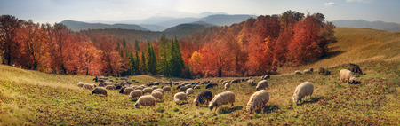 On pastures near the beautiful mountain peaks live in huts Hutsul shepherds Ukraine herding sheep in...