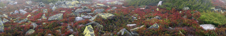 Alpine heathlands after summer bright colors light up glow red and orange leaves of gray stone, covered lichen- very picturesque, causes joy. The berries are very tasty and useful, and simply beautiful.の写真素材