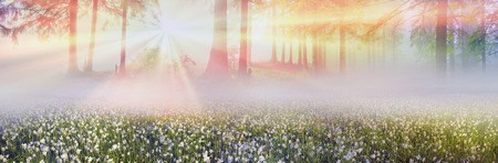 Among the background of mountains and river valleys in the spring grow beautiful wild flowers- daffodils. They are especially beautiful and fragrant sunrise with fog and the gentle rays or nightの写真素材