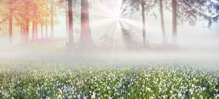 Among the background of mountains and river valleys in the spring grow beautiful wild flowers- daffodils. They are especially beautiful and fragrant sunrise with fog and the gentle rays or nightの写真素材