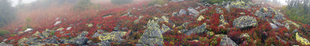 Alpine heathlands after summer bright colors light up glow red and orange leaves of gray stone, covered lichen- very picturesque, causes joy. The berries are very tasty and useful, and simply beautiful.のeditorial素材