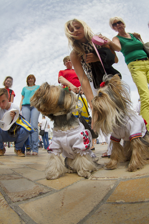 Kyiv, Ukraine-August 24, 2014: After the parade, the Independence Day of the citizens in their national costumes gathered at St. Sophia's Square with domestic dogs in costumesのeditorial素材
