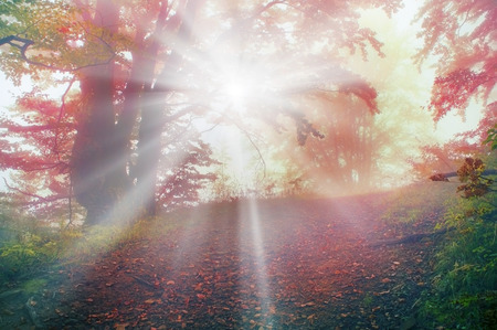 Alpine autumn, scenic sunrise in the beautiful Carpathian forest after rain shining colors and the freshness and coolness of the morning - will clear the new day and good weather after the stormの写真素材