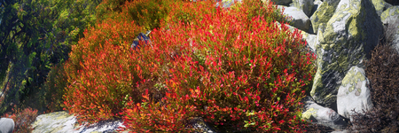 Alpine heathlands after summer bright colors light up glow red and orange leaves of gray stone, covered lichen- very picturesque, causes joy. The berries are very tasty and useful, and simply beautiful.の写真素材