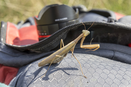 Mantis religiosa, the praying mantis