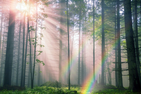 rising after rain warm old dense forest shrouded in mist with sunshine rays.の写真素材