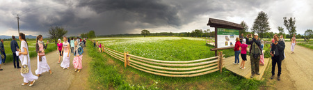 Ukraine, Hust - 2 May 2014: Delicate flowers of foggy morning in the protected valley of Transcarpathia miracle tale Carpathians. National Park Reserve is visited by many tourists holidaymakersのeditorial素材
