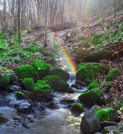 Mountain Stream flowing under a gentle misty morning rays of sunlight on the old stones with bright green moss and lichen in the wild beech forest. Clean water is lit with light flaresの写真素材