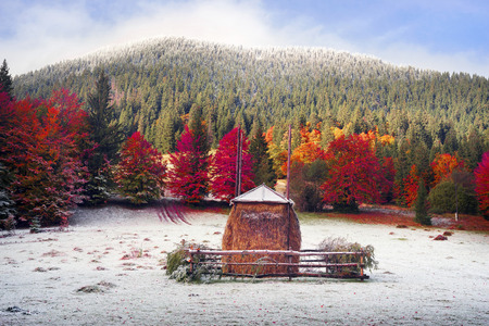Autumn red yellow orange purple colors beautiful old beech trees on the background of stacks of fragrant hay and snowy alpine ridge high ridge Montenegro - the highest in Ukraineの写真素材