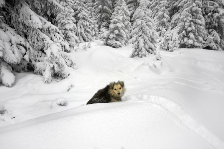 Shepherd dog in winter Carpathian mountains in bad weather among snow-covered alpine fir trees and low clouds in deep snow is in Ukrainian Hutsul village before Christmasの写真素材