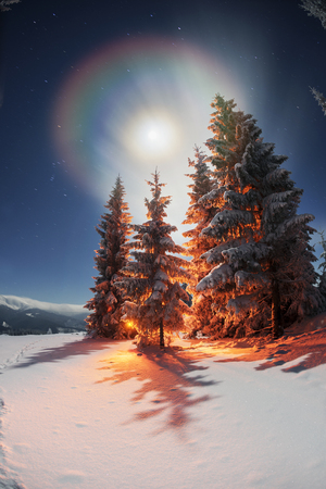 Frosty winter night of Christening - magic light fairy lights on a snowy background in Alpine spruces forest after a snowstorm in the rugged mountains of Europe during the moon fairyの写真素材