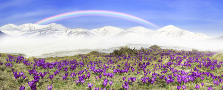 Once come snow- magic grow Polyanthus crocus crocuses in Ukrainian Carpathians and Eastern Europe. Alpine pastures are covered magic carpet of delicate bells with a beautiful aromaの写真素材