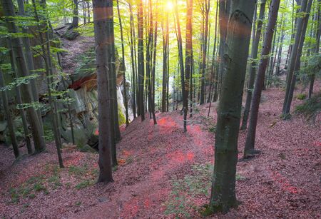  last rays of the sun in the wild among the deciduous forest among beech and hornbeam on the...