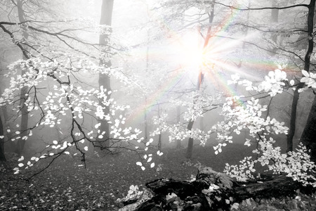 Early morning in the forest after a heavy storm and rain. Forest fog lights, gold and silver rays of the sun illuminate the ancient trunks of beeches and fir trees, beautiful scenic fall colorsの写真素材
