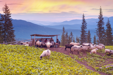 Ukraine, Yasinya- August 21, 2015: Ukrainian Carpathian Hutsul shepherds milked sheep under a special canopy at sunset and will make the cheese hut - kolyba mountains in the backgroundのeditorial素材
