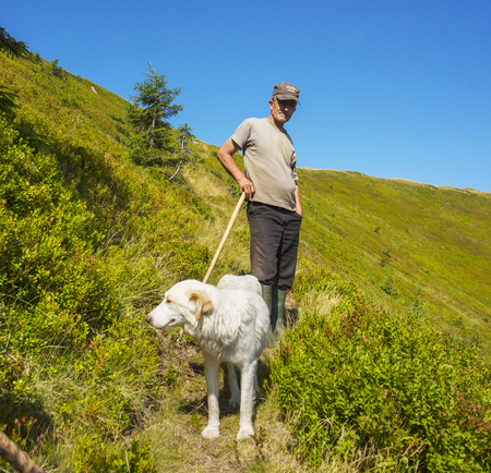 Ukraine, Kolochava - 7 August 2015: mountainous region Strymba shepherds hutsuly lead the flock of...
