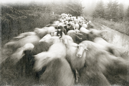 Retro classic black and white tonality of silver photography both ancient and vintage prints subject to shepherd  flock of sheep in the Carpathian Ukraine both in Europe daguerreotypesの写真素材