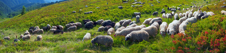 Ukraine, mountainous region Strymba shepherds hutsuly lead the flock of fluffy sheep milk on the alpine mountain pasture in anticipation of rain and thunderstorms with lightning
の写真素材