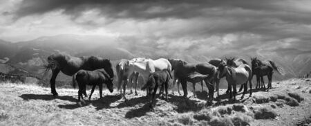 Grazing wild horses on the slopes of the mountain peaks in the morning mist in the Carpathians, Ukraine. The charm of the classic black and white photography retro vintage toningの写真素材