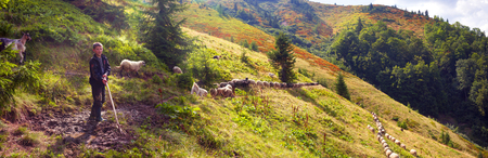 Ukraine, Kolochava - 7 August 2015: mountainous region Strymba shepherds hutsuly lead the flock of fluffy sheep milk on the alpine mountain pasture in anticipation of rain and thunderstorms with lightningのeditorial素材