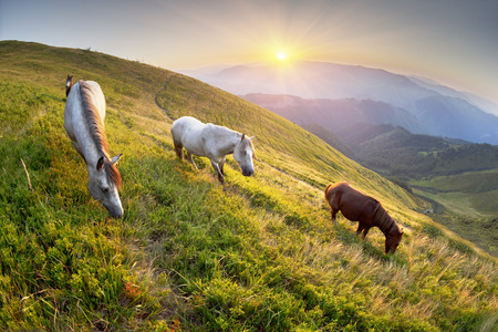 Wild horses graze in Western Ukraine Carpathians Zakarpattia on background sunrise on the meadow alpine all summer until the autumn when they are taken away for seasonal workの写真素材