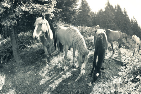 Grazing wild horses on the slopes of the mountain peaks in the morning mist in the Carpathians, Ukraine. The charm of the classic black and white photography retro vintage toningの写真素材