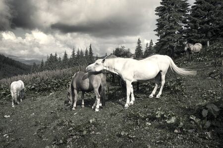 Grazing wild horses on the slopes of the mountain peaks in the morning mist in the Carpathians, Ukraine. The charm of the classic black and white photography retro vintage toningの写真素材