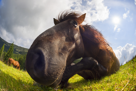  tops the Carpathian Ukraine grazing wild horses of the season in the spring of recovering on alpine pastures in autumn take. The summer they spend without protection on the looseの写真素材