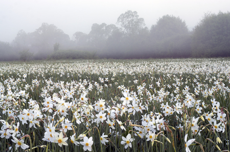 Daffodils on rasvete in Hust Valley, Transcarpathia, Ukraine. Large field of ancient relict flowers - a national landmark in the region. moisture after a rain - a beautiful bloom and fragrance mistの写真素材