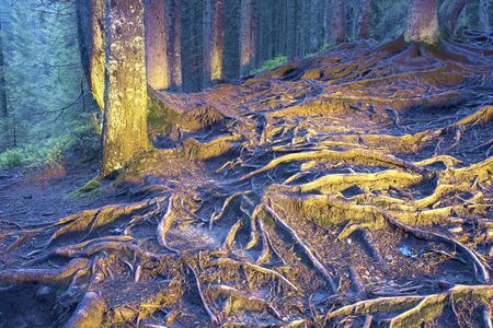 Illuminated Lantern alpine wild forest with beautiful green moss on rocks and stones scary roots in...