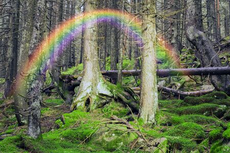 Illuminated Lantern alpine wild forest with beautiful green moss on rocks and stones scary roots in the Carpathian valley taiga landscape dawn in the rainy darknessの写真素材