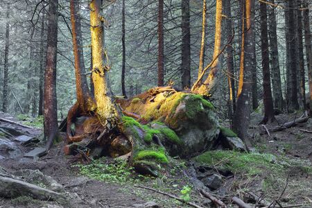 Illuminated dull gloomy alpine wild forest with beautiful green moss on rocks and stones scary roots in the Carpathian valley taiga landscape dawn in the rainy darknessの写真素材