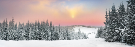 Ukrainian Carpathians snowy forest in the afternoon, and at sunrise and sunset is beautiful and attractive. Slender fir and lush beech shackled by frost and rime, the sun's rays create beautyの写真素材