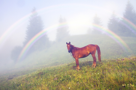 A horse grazes in the fog in the Carpathians. Grace domestic large mammal on a background of the beauty of nature in the summer in the mountains after the rain on the rising of the sun  the rainbow
の写真素材