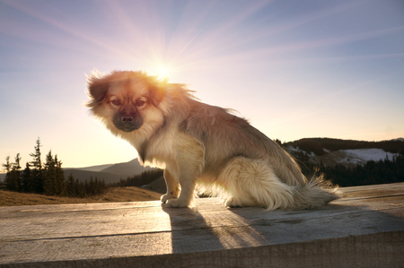 The first spring sun rays fall on top of the mountain in the Carpathians, where lonely dog playing warming on withered grass. Lean alpine vegetation surrounds a small young animalの写真素材