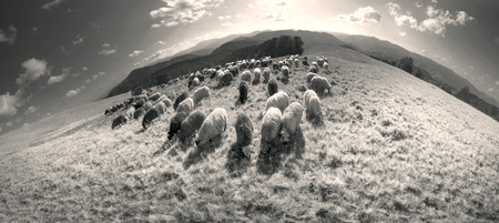 Retro and vintage mood silver classic photography with the sheep herd in the wild pastures and mountains of Eastern Europe. Ukraine Hutsul traditional activity Highlandersの写真素材